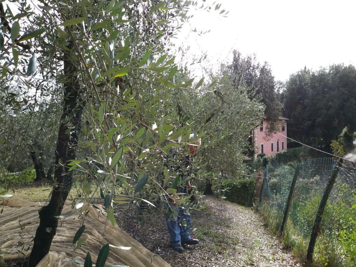 Podere Il Leccione Palaia Bagian luar foto